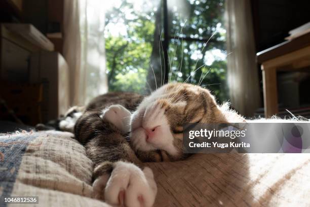 cat sleeping on a bed - cat drinking stock-fotos und bilder