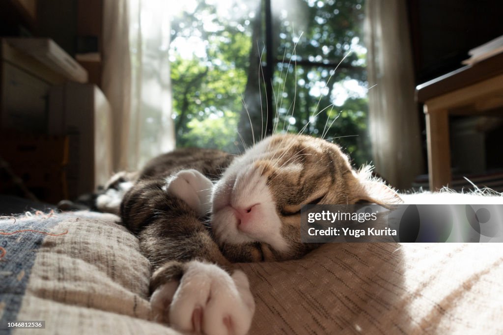 Cat Sleeping on a Bed