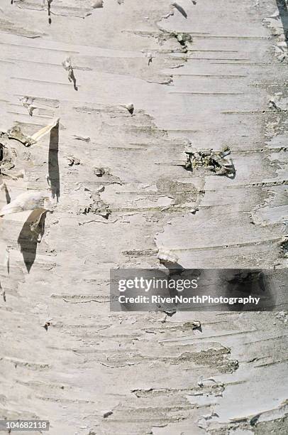 birch bark - vårtbjörk bildbanksfoton och bilder