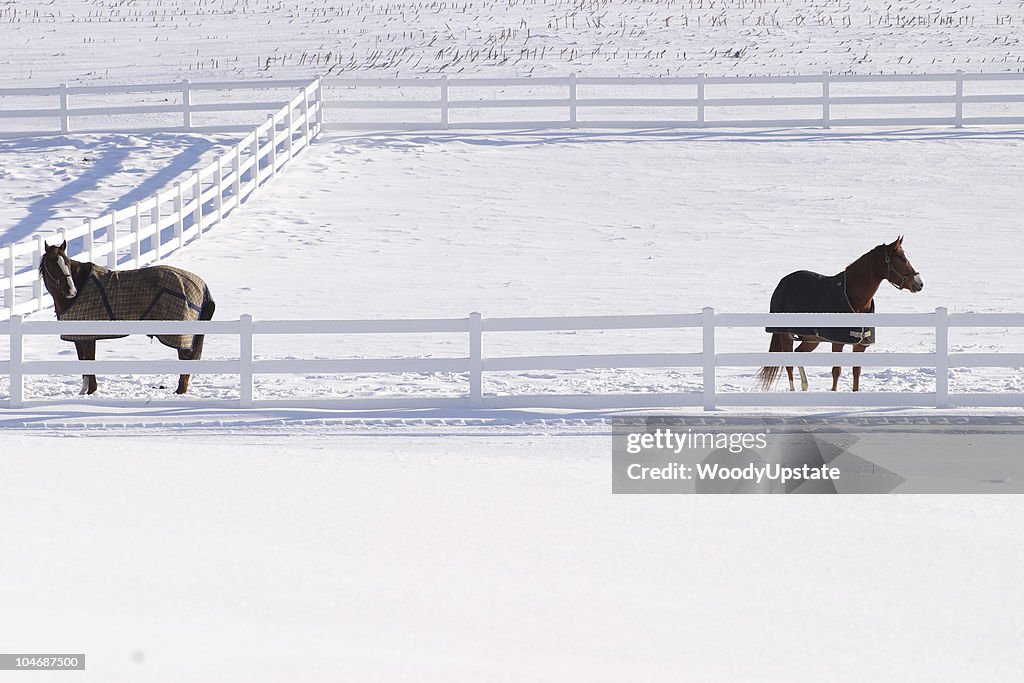Winter Horses