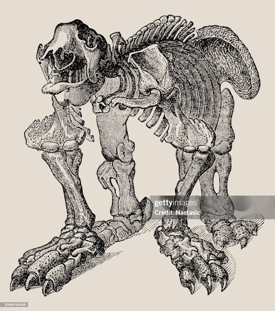 Megatherium