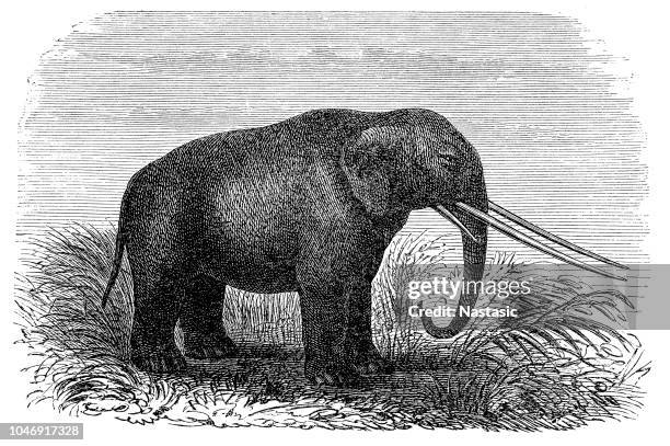 stockillustraties, clipart, cartoons en iconen met mastodon - zoölogie