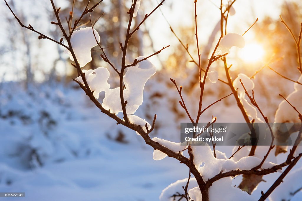 Warm winter sun