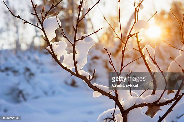 warm winter sun - winter stock pictures, royalty-free photos & images