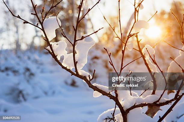 warm winter sun - snö bildbanksfoton och bilder