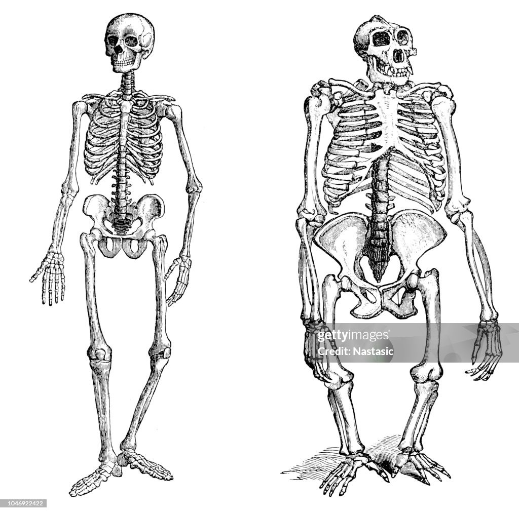 Comparison between human and gorilla skeleton