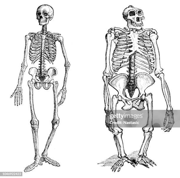 comparison between human and gorilla skeleton - gorilla illustration stock illustrations