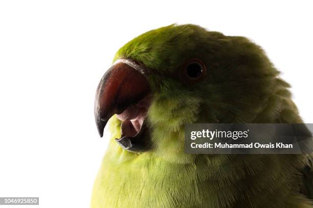 Parrot Raging Parrot Screaming Photos and Premium High Res Pictures - Getty Images