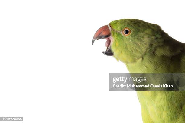 Parrot Raging 190 Angry Parrot Stock Photos, High-Res Pictures, and Images - Getty Images