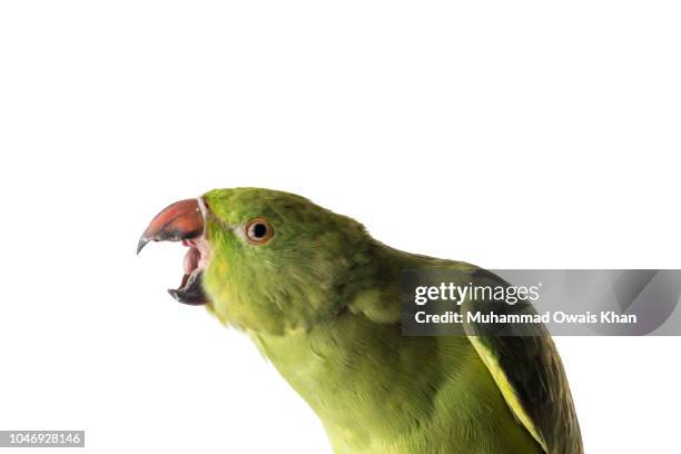 Parrot Raging 190 Angry Parrot Stock Photos, High-Res Pictures, and Images - Getty Images