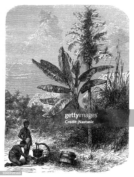 banana and melon tree - banana tree stock illustrations