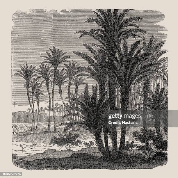 phoenix dactylifera (date palm) - dates fruit stock illustrations