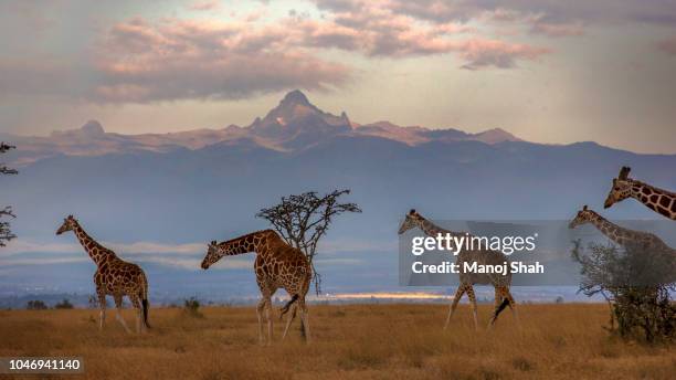 herd of reticulated giraffes in front of mount kenya - laikipia ストックフォトと画像