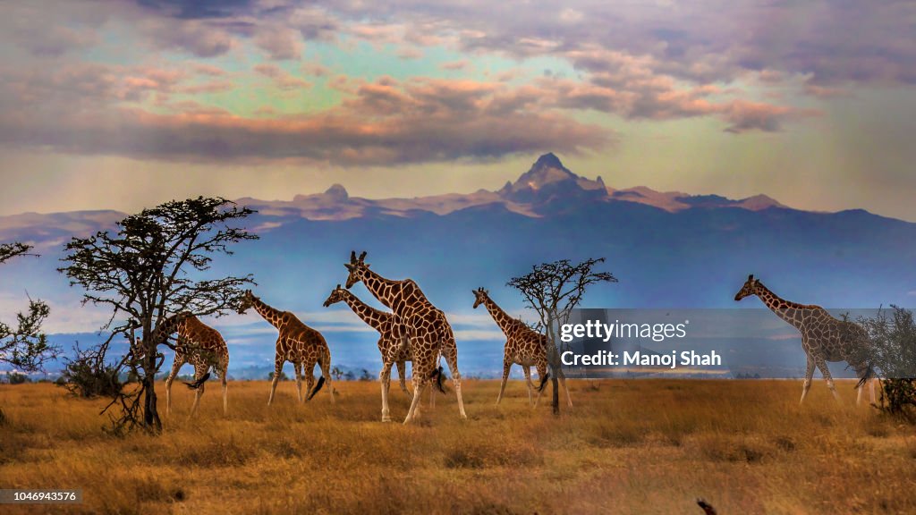 Herd of Reticulated giraffes in front of Mount Kenya