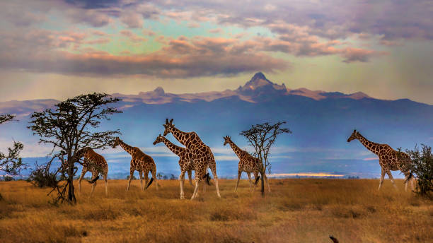 herd of reticulated giraffes in front of mount kenya - mount kenya foto e immagini stock