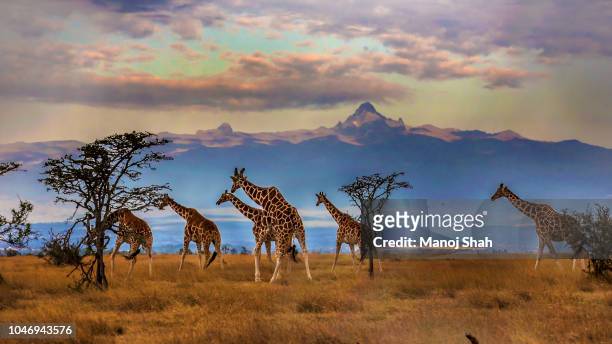herd of reticulated giraffes in front of mount kenya - wilderness area stockfoto's en -beelden