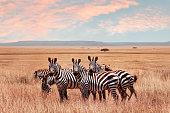 Wild African zebras in the Serengeti National Park. Wild life of Africa.