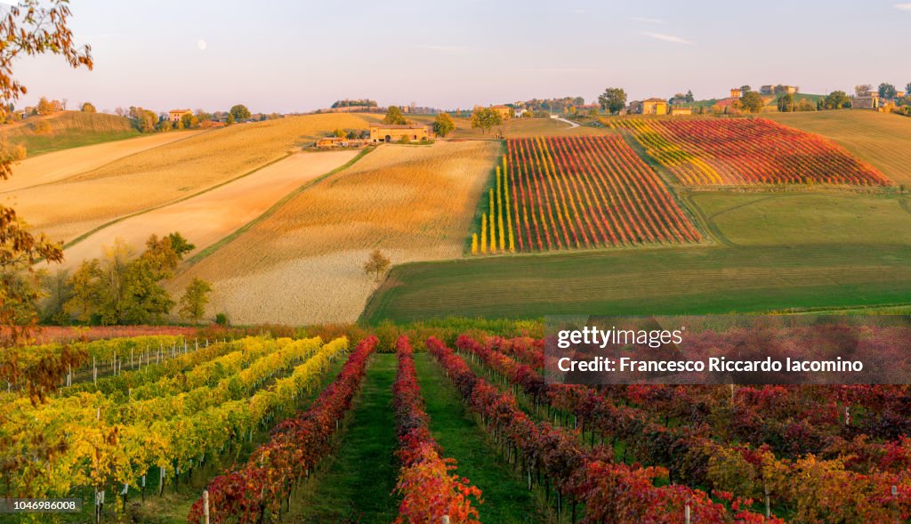 Castelvetro, Modena. Vineyards in autumn