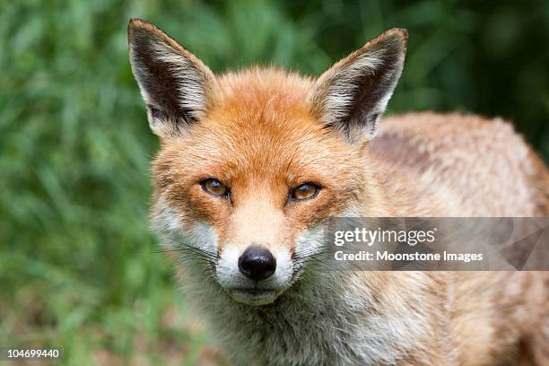 red fox in surrey, south east england - fox stock pictures, royalty-free photos & images