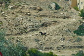 Riderless horse on rocky hillside outside Petra