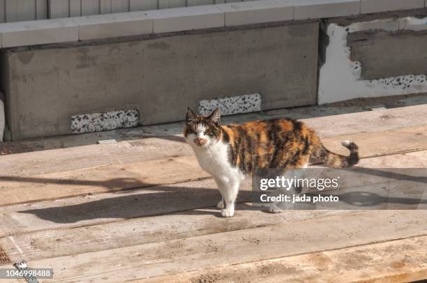 a brown spotted cat - brown spotted bengal stock pictures, royalty-free photos & images