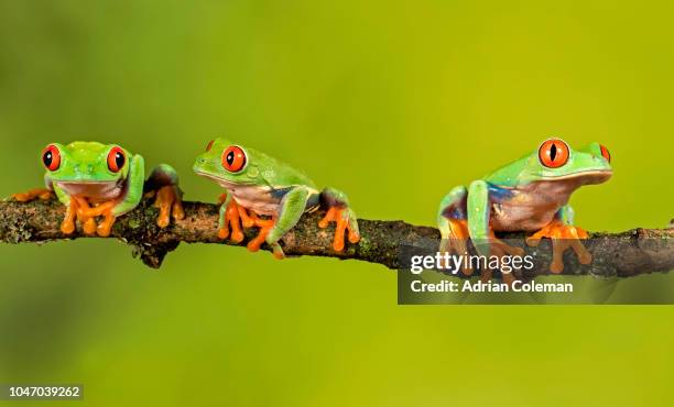 red eyed tree frog - tree frog stock pictures, royalty-free photos & images