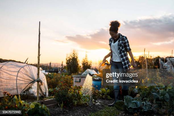 african american woman watering the plants in the garden - african farming tools stock pictures, royalty-free photos & images