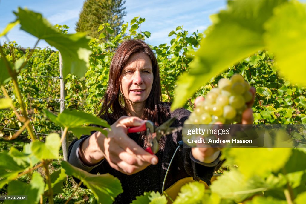 Grape Vendange Begins At Breaky Bottom Vineyard