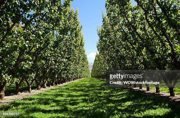 orchard in summer - apricot tree stock pictures, royalty-free photos & images