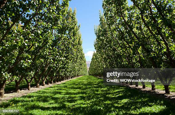 orchard in summer - abricoteiro - fotografias e filmes do acervo