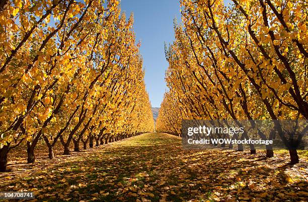 orchard in summer - apricot tree stock pictures, royalty-free photos & images