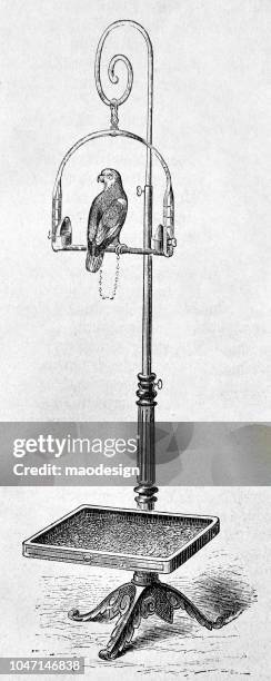 parrot on a rack - 1888 - pet memorial stock illustrations