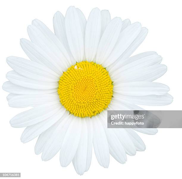 kamille - chamomile flower stock-fotos und bilder