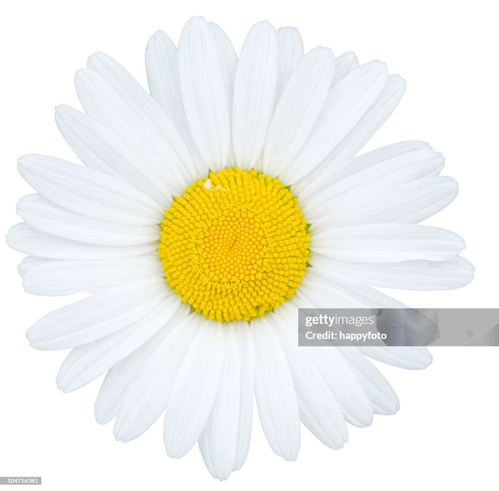 Camomile