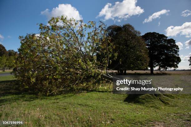 fallen tree after storm - baumstamm am boden stock-fotos und bilder