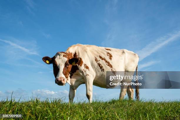 October 7th, The Netherlands. People in The Netherlands enjoyed a very good weather during the whole weekend. Even the animals at the farms enjoyed...