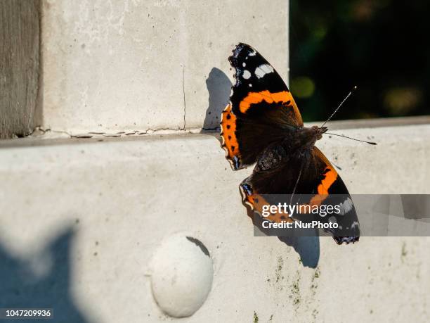 October 7th, The Netherlands. People in The Netherlands enjoyed a very good weather during the whole weekend. Even the animals at the farms enjoyed...