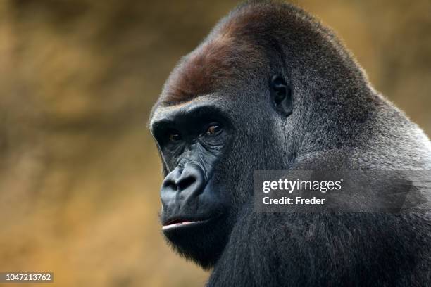 portret van de gorilla - gorilla stockfoto's en -beelden