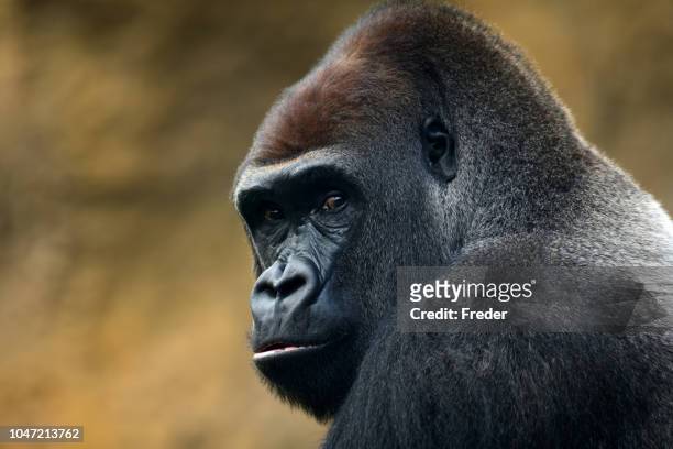 gorilla portrait - gorilla face stock pictures, royalty-free photos & images