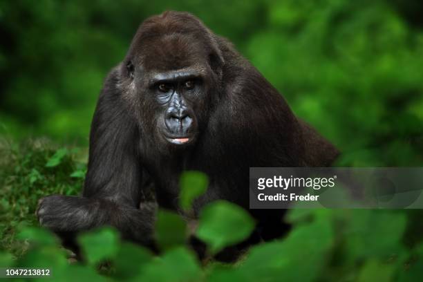 gorilla in the jungle - uganda stock pictures, royalty-free photos & images