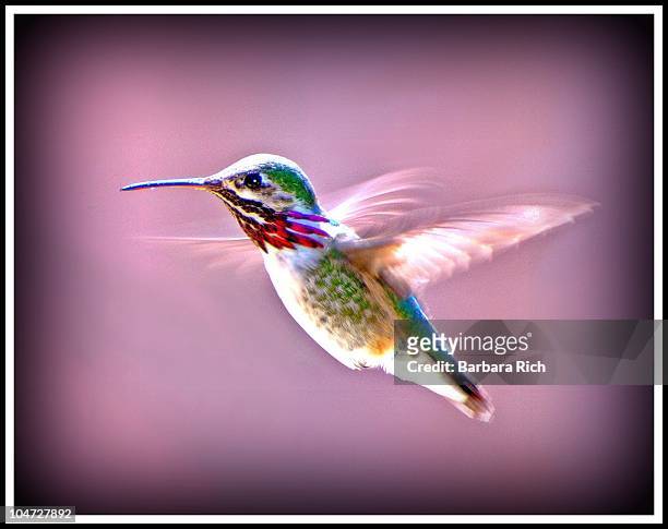 male calliope hummingbird - calliope hummingbird stock pictures, royalty-free photos & images