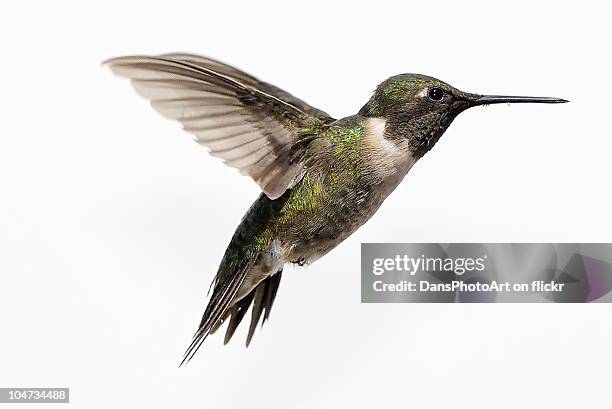 ruby throated hummingbird - hummingbirds stock-fotos und bilder