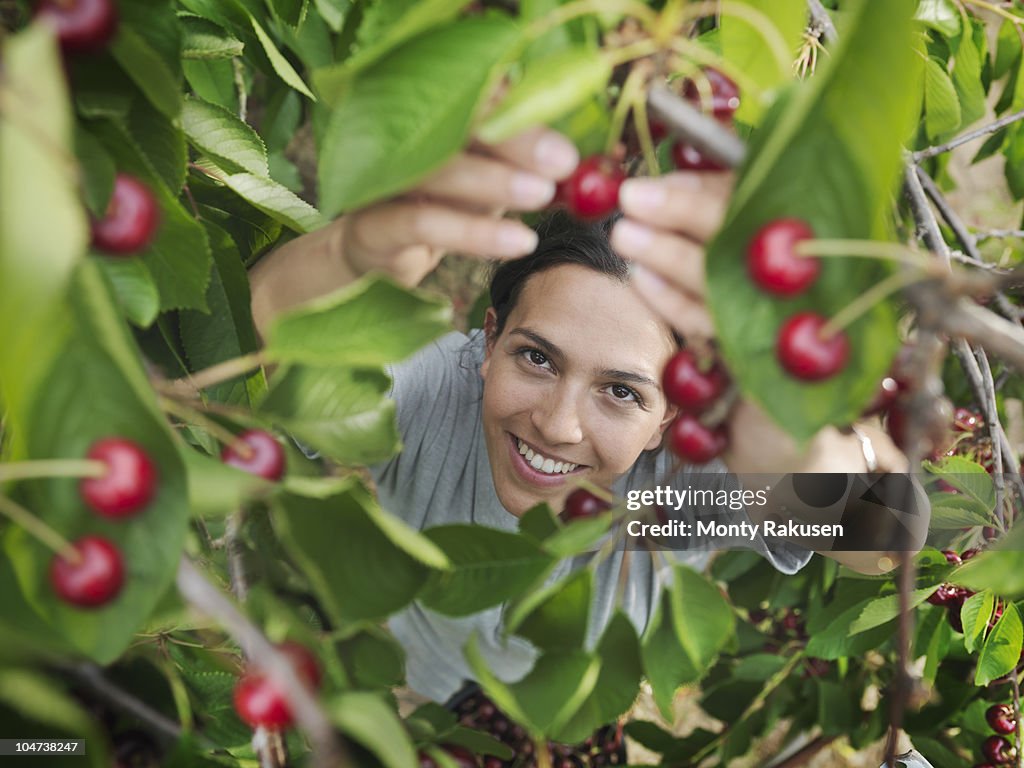 Woman picking cherries from tree