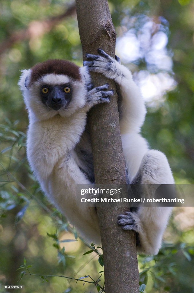 Verreaux's Sifaka (Propithecus verreauxi), Berenty Private Reserve, Madagascar, Africa