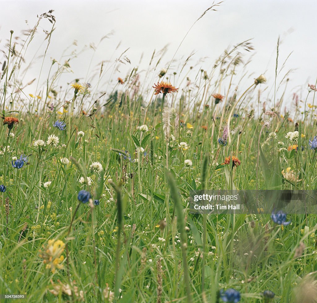 Spring flowers in meadow