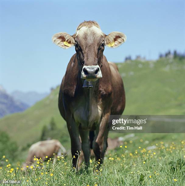 cow in meadow - cowbell stock pictures, royalty-free photos & images