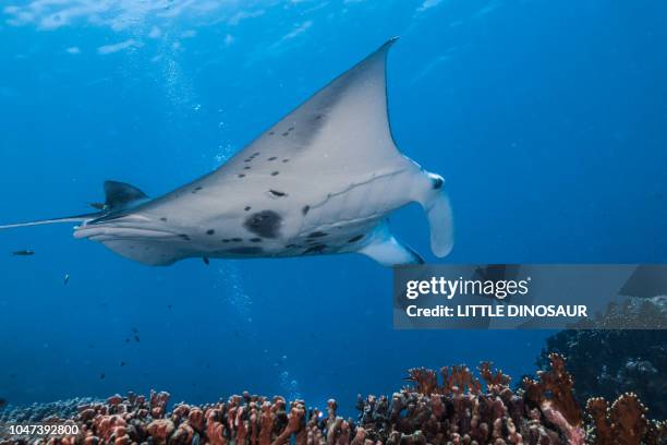reef manta ray, mobula alfredi (krefft 1868). swimming through over the coral reef with a bright blue sea surface. yap island, federated states of micronesia - micronesia stock pictures, royalty-free photos & images