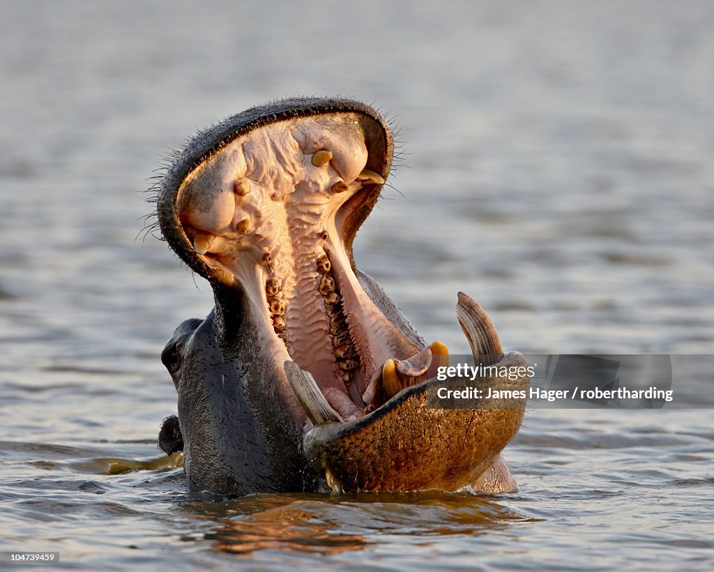 Hippopotamus (Hippopotamus amphibius) yawning, Kruger National Park, South Africa, Africa