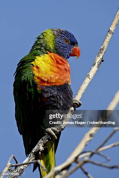 green-naped lorikeet (trichoglossus haematodus haematodus) in captivity, denver zoo, denver, colorado, united states of america, north america - denver zoo stock pictures, royalty-free photos & images