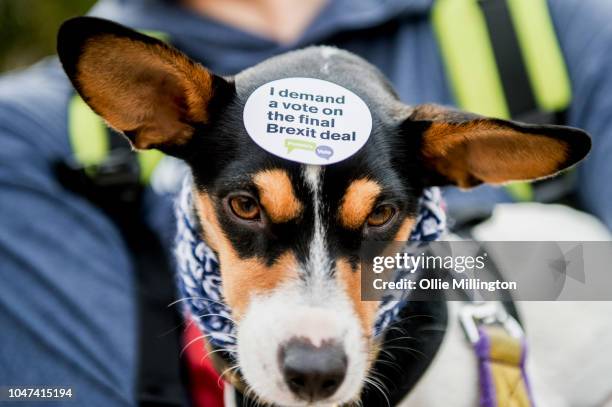 Thousands of dog owners and their dogs march through central London to Parliament on an Anti-Brexit march named the Wooferendum to deliver a petition...